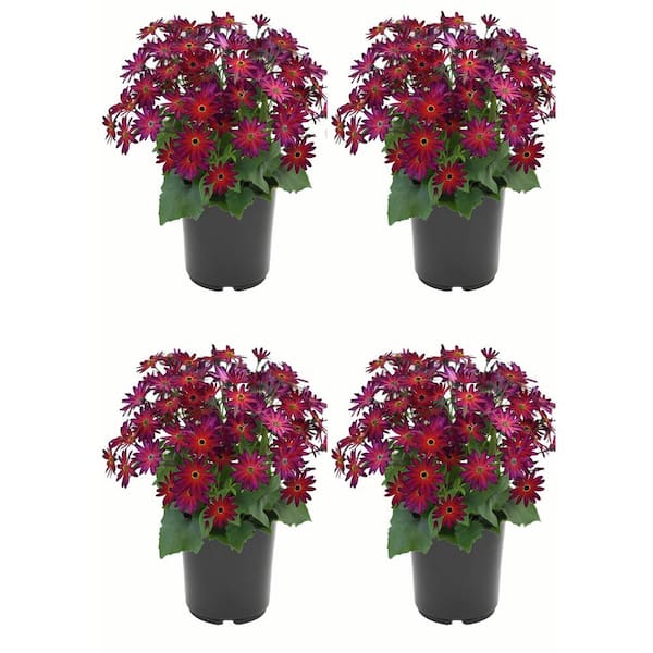 Unbranded Annual Pericallis Senetti Magic Merlot 2.5 Qt. - 4-Pack