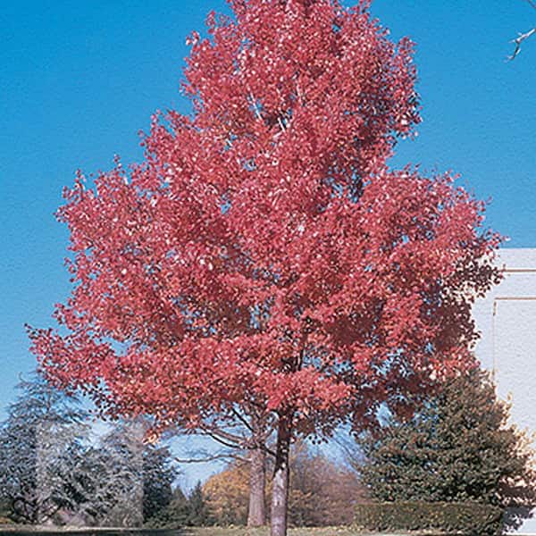 Unbranded Summer Red Maple