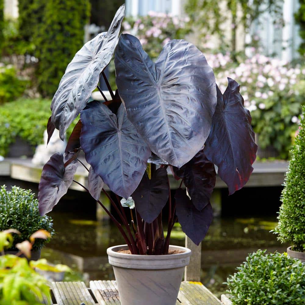Black Magic Elephant Ear Bulbs with Purplish-Black Heart-Shaped Leaves