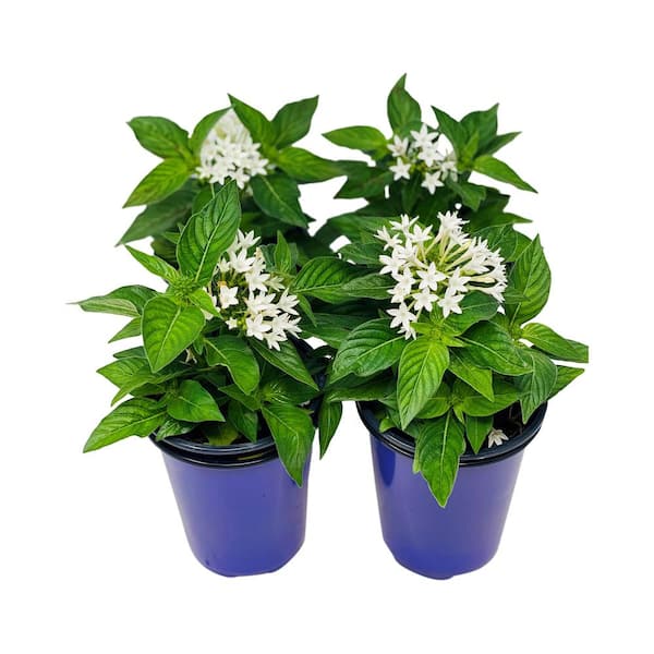 Pure Beauty Farms 1.38 Pt. Penta Plant White Flowers in 4.5 In. Grower's Pot (4-Plants)