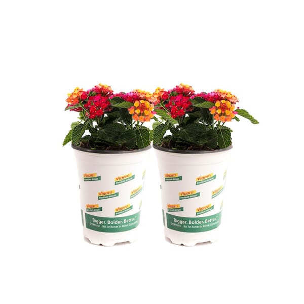 Vigoro 1 qt. Pink Lantana Plant (2-Pack)