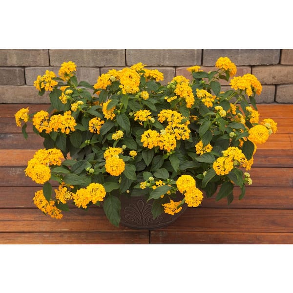 Pure Beauty Farms 2.5 Qt Lantana Bandana Landscape Gold in