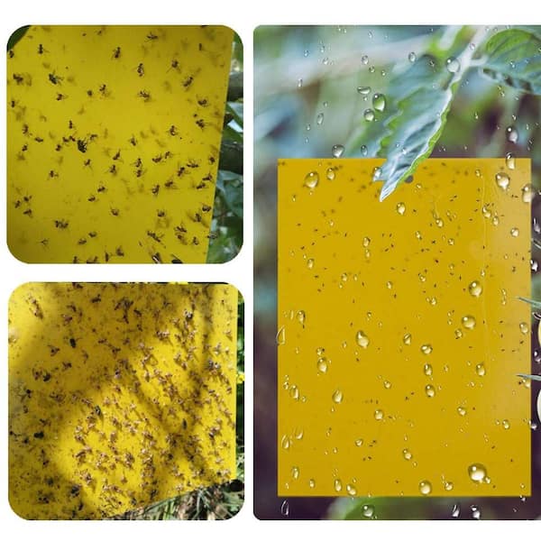 Details about   10-Pack Dual_Sided Yellow Sticky Traps for Fungus Gnat Whitefly Leafminers Aphid 