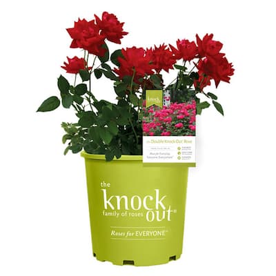 Garden Flowers Outdoor Plants The Home Depot Garden Flowers Outdoor Plants The Home Depot