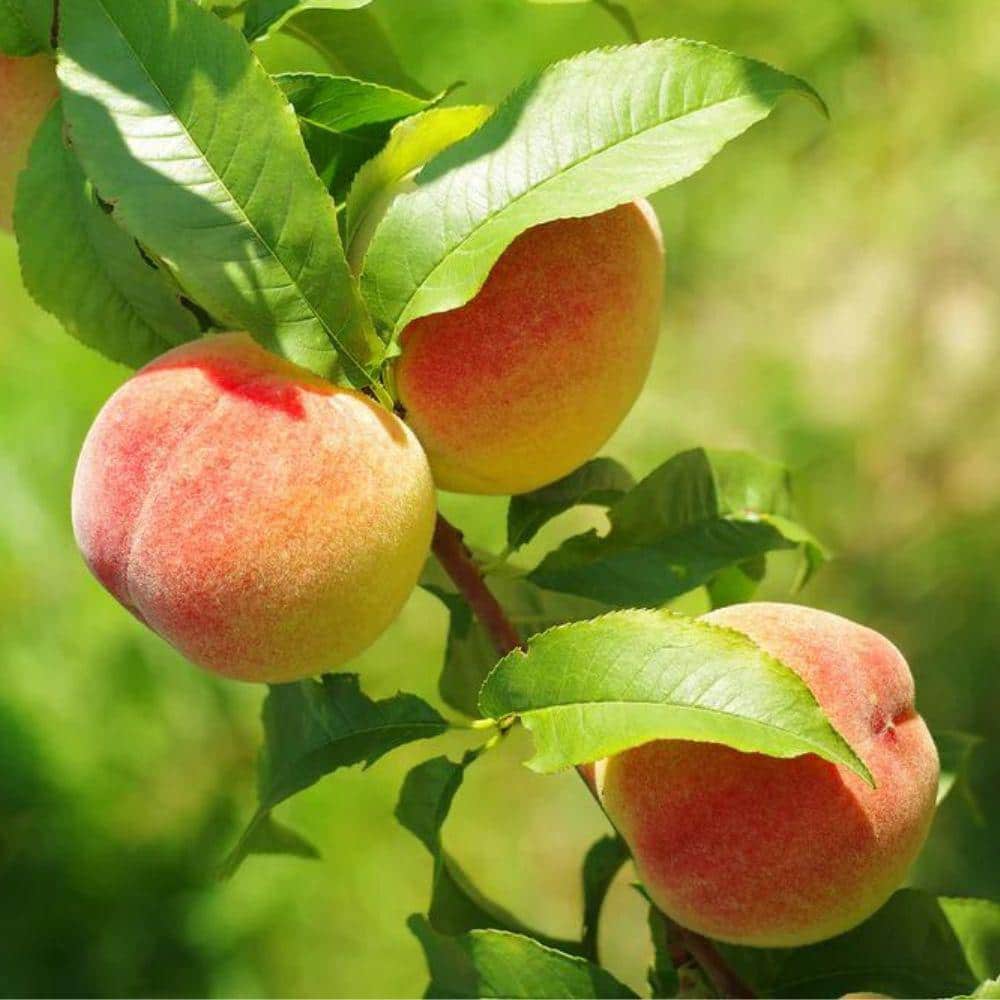 5 Gal. Early Grande Peach Tree