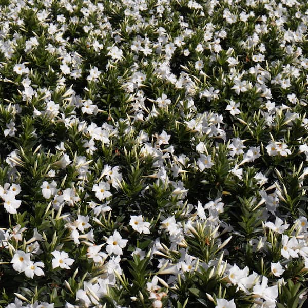 United Nursery Premium 10 in. Hanging Basket 20 in. to 22 in. Tall