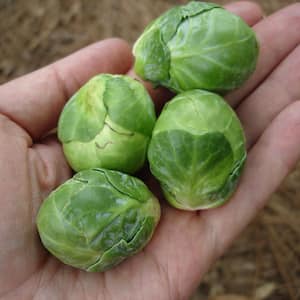 1.19 qt. Brussels Sprouts Plant (6-Pack)