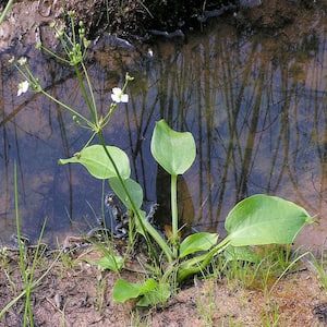 Givhandys 4 in. Potted Water Plantain Bog/Marginal Aquatic Pond Plant