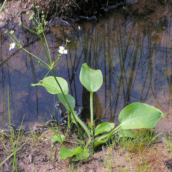 Unbranded Givhandys 4 in. Potted Water Plantain Bog/Marginal Aquatic Pond Plant