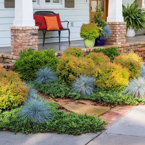 SOUTHERN LIVING 2.5 qt. Fire Chief Arborvitae (Thuja Occidentalis) Live  Dwarf Evergreen Shrub, Golden-Orange Foliage 5529Q