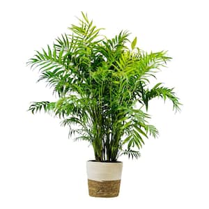 1.9 Gal Palm Neanthe Bella Plant in 9.25 In. Deco Weave Basket