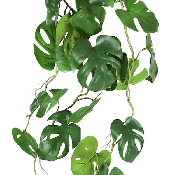 FLOWERWOOD 2.5 Qt. Split Leaf Philodendron - Live Evergreen Shrub with  Large Glossy Green Foliage 4671Q - The Home Depot