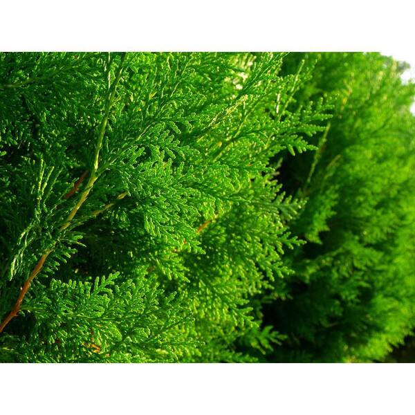 6 in. Jantar Thuja Holiday Shrub Plant 1010413321 - The Home Depot