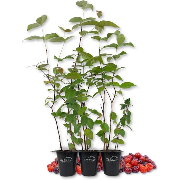 Wekiva Foliage Suriname Cherry Plant-3 Live Tissue Culture Starter Plants-Eugenia Uniflora-Edible Fruit Bearing Tree