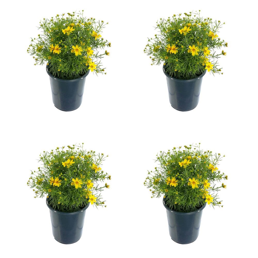 2.5 qt. Coreopsis v. Zagreb Perennial (4-Pack)