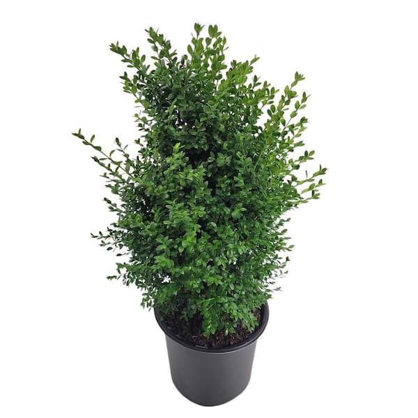 3 Gal Green Mountain Boxwood (Buxus) Live Evergreen Shrub