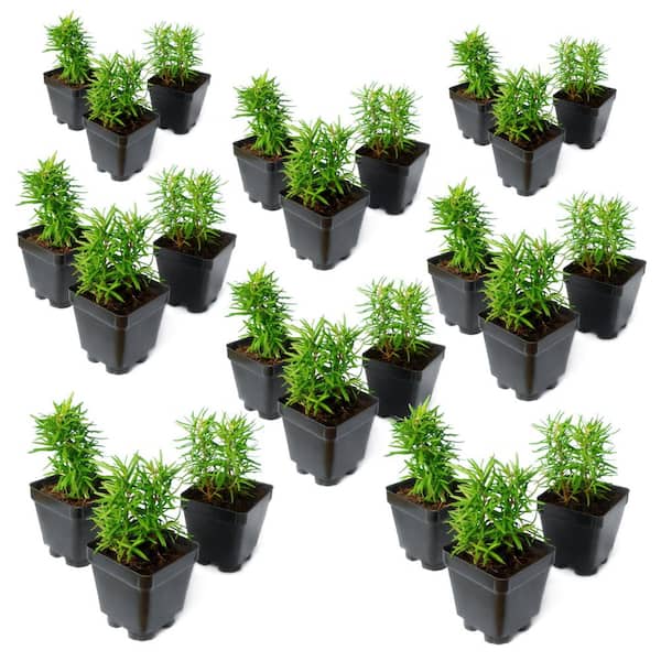 3.25 in. Lavender Super Blue Plant (24-Pack)