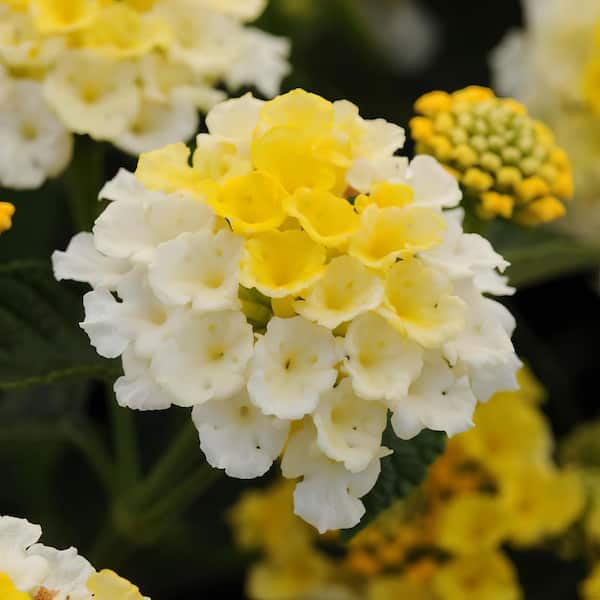 national PLANT NETWORK 4 in. Yellow Bloom Lucky Lemon Glow Lantana Plant (3-Piece)