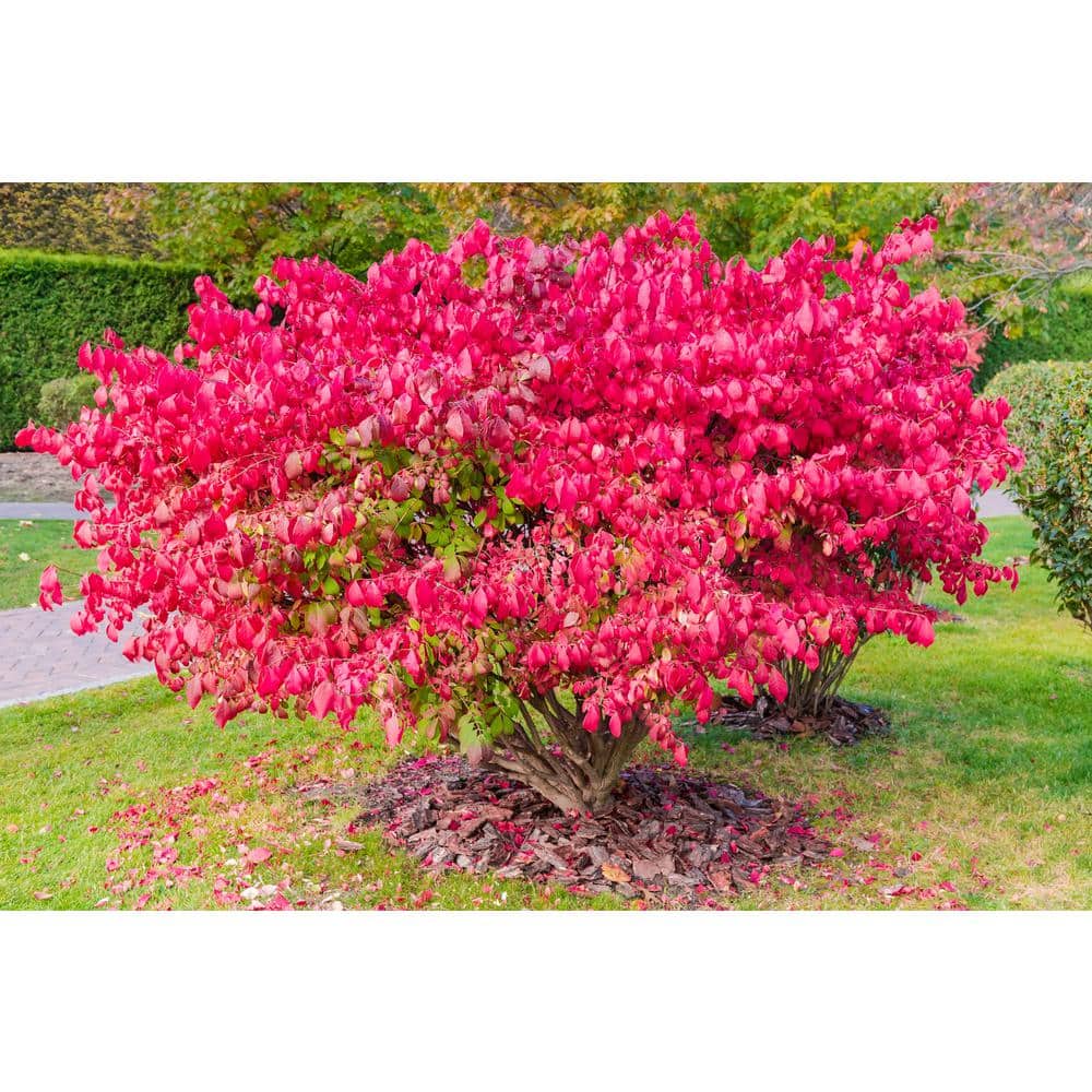 Online Orchards 1 Gal. Dwarf Burning Bush Shrub (2-Pack) SBEU004
