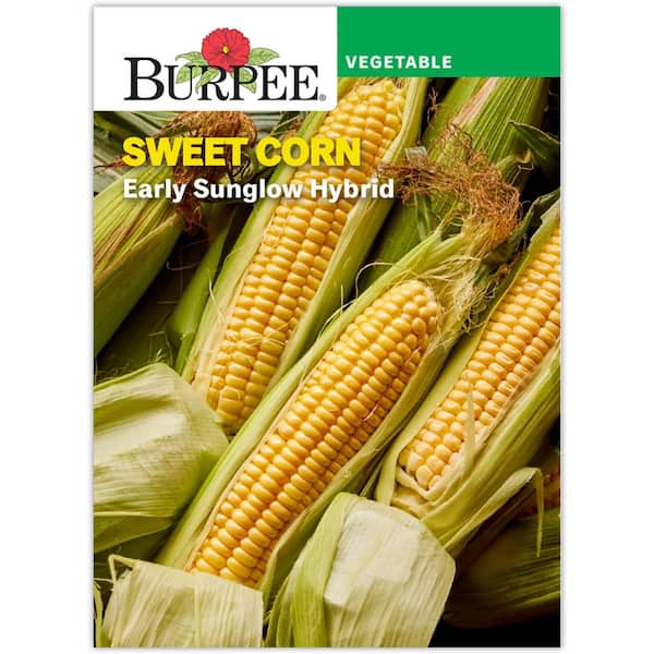 Corn Yellow Early Sunglow Hybrid Vegetable Seed