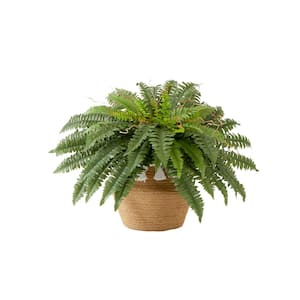 23 in. Artificial Green Boston Fern Plant in Handmade Jute and Cotton Basket with Tassels DIY KIT