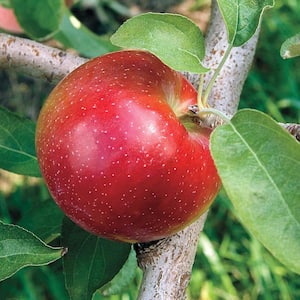 Liberty Apple Malus Live Fruiting Bareroot Tree (1-Pack)