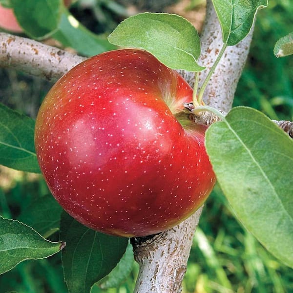 Gurney's Liberty Reachables Apple Malus Live Fruiting Bareroot Deluxe Tree Kit (1-Pack)