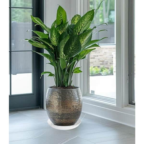 Unbranded 6 Pack Plant Saucer 6 in. Heavy Duty Plastic Plant Saucers,  Durable Plant Tray for Pots, Trays for Planter (White) Jkzzc00438