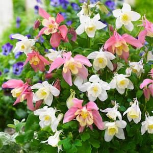 Aquilegia Columbine Pink and White Barlow Blend (Set of 8 Roots)