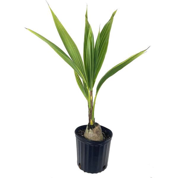 Wekiva Foliage Coconut Palm-Live Plant in a 10 in. Growers Pot-Cocos Nucifera-Ornamental Palm Trees of Florida