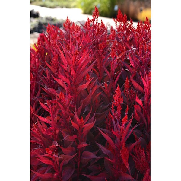 DRAGON'S BREATH 2.2 Gal. Red Celosia Dragon's Breath Annual Plant in Deco Pot