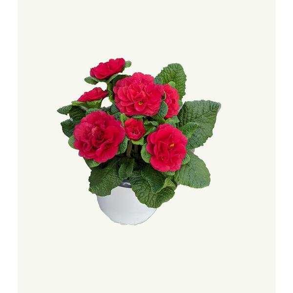 Unbranded Perennial Primrose Belarina Red 1.0 qt.