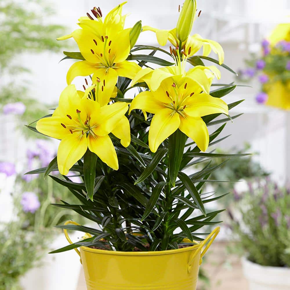 VAN ZYVERDEN Patio Lily Lemon Pixie with Yellow Metal Planter and Growers  Pot 832361 - The Home Depot