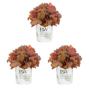 2.5 Qt. Proven Winners Coral Bells Heuchera Dolce Cherry Truffles Red Perennial Plant (3-Pack)
