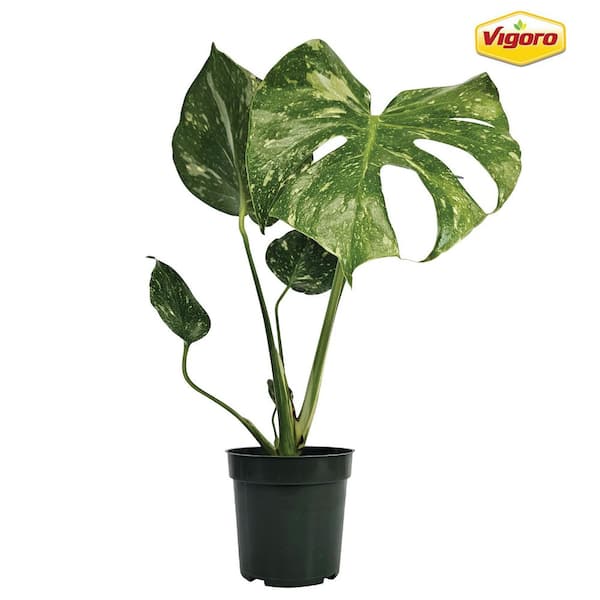 4IN Monstera 'Thai Constellation' Plant in Grower Pot 1 Pack