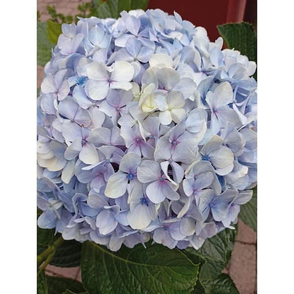 Hydrangea4936　0705 Allstate Floral 23-in Cream Indoor Desktop Hydrangea