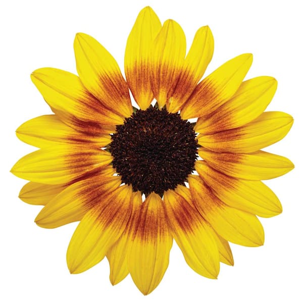 PROVEN WINNERS 1 Gal. Royale. Suncredible Saturn Sunflower Live