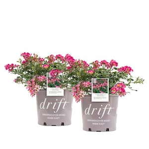 3 Gal. The Pink Drift Rose Bush with Pink Flowers (2-Plants)