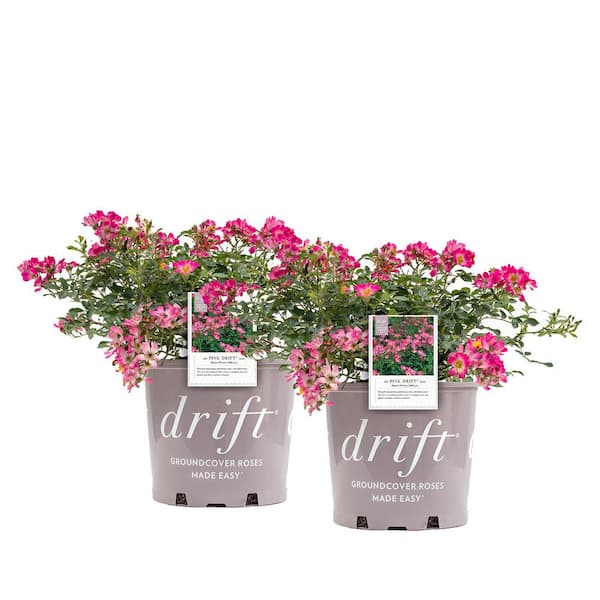 Drift 3 Gal. Pink Drift Rose Bush with Pink Flowers (2-Pack)
