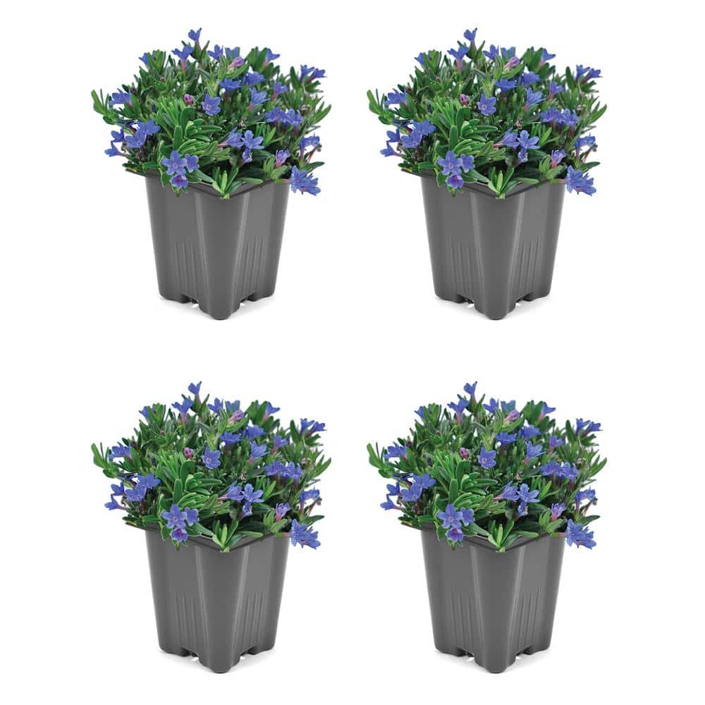 1.0 Qt. Perennial Lithodora Blue (4-Pack)
