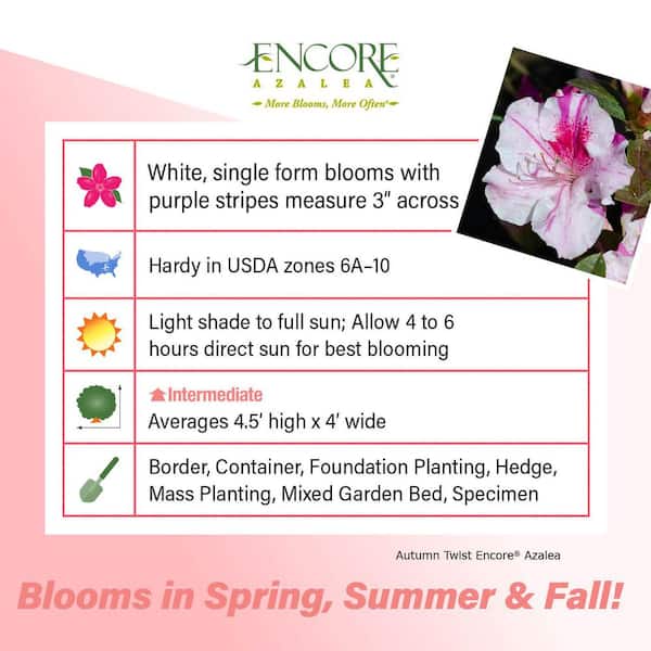 1 Gal. Autumn Twist Azalea Bush with Reblooming Purple and White Flowers - Low-Maintenance Evergreen Shrub