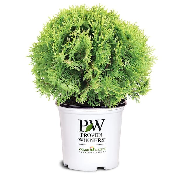 2 Gal. Anna's Magic Ball Arborvitae Evergreen Shrub