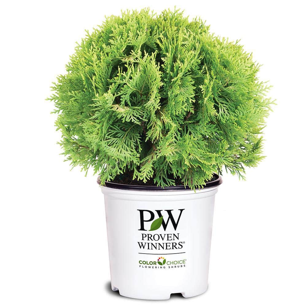 2 Gallon Bright Yellow Evergreen Arborvitae Shrub