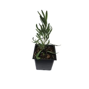 Lavender Grosso 1-Plant in a 4 in. Pot