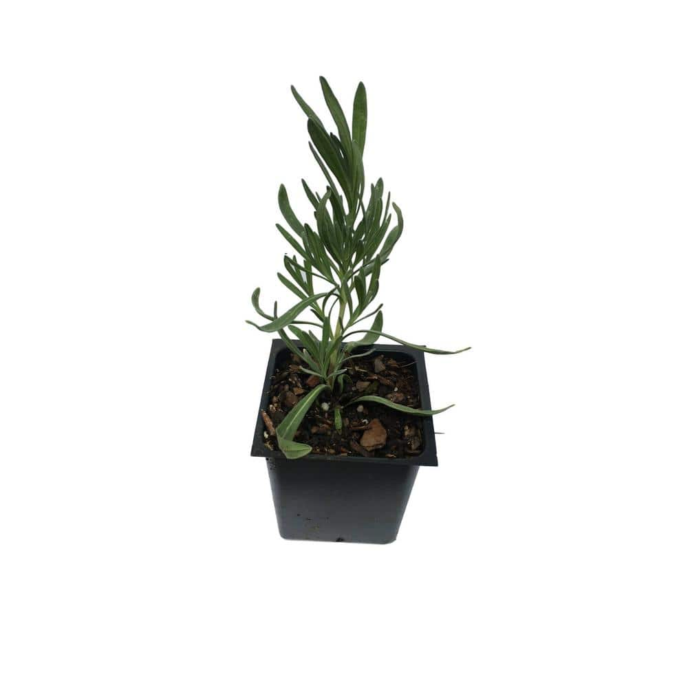 Daylily Nursery Lavender French Provence Plant in a 4 in. Container ...