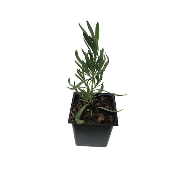 Daylily Nursery Lavender French Provence Plant in a 4 in. Container