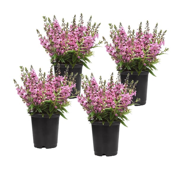 ALTMAN PLANTS 4 in. Angelonia Pink Plant (4-Pack)