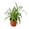 Spider Plant 6 in. Pot (2-Pack) THD100007 - The Home Depot