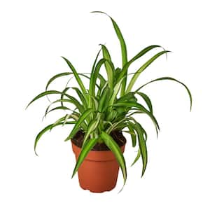 Spider Plant Hawaiian (Chlorophytum comosum) Plant in 4 in. Grower Pot