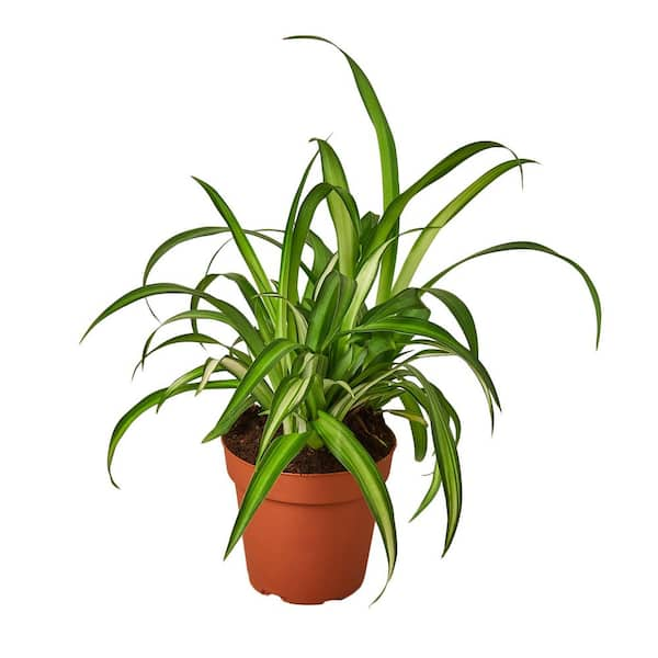 Large Spider Plant 'Reverse' (Chlorophytum comosum)